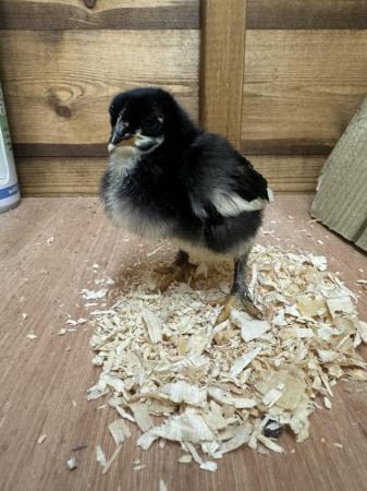 Image 1 of French copper maran chicks