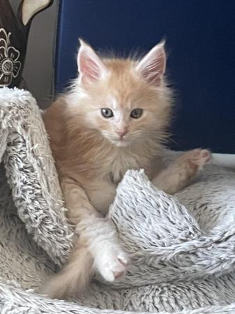 Image 2 of Maine Coon Ginger kittens ( 2 boys)