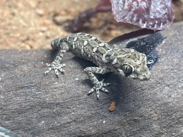 Image 2 of Unsexed juvenile viper geckos