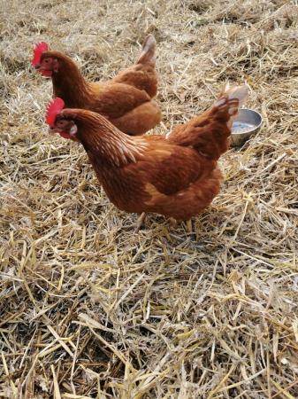 Image 1 of Three Chickens for rehoming