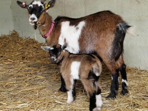 Image 2 of Pygmy goat billy kid to reserve