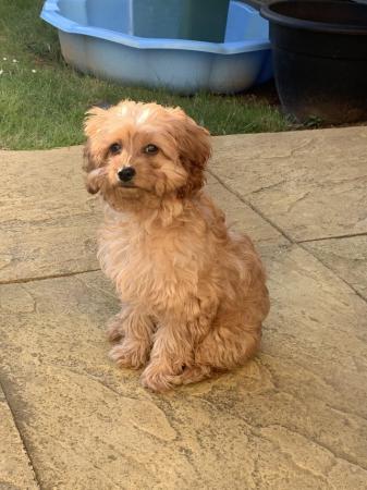 Image 2 of 4 month old male cavapoo