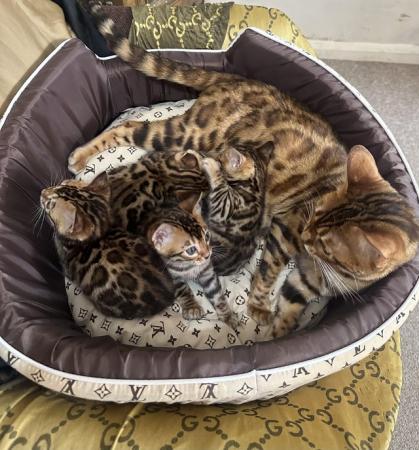 Image 26 of Tica bengal kittens for sale!