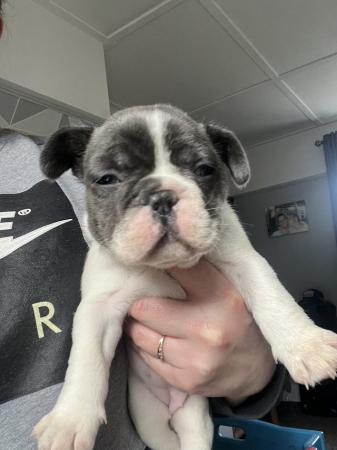 Image 4 of KC registered French bulldog puppies
