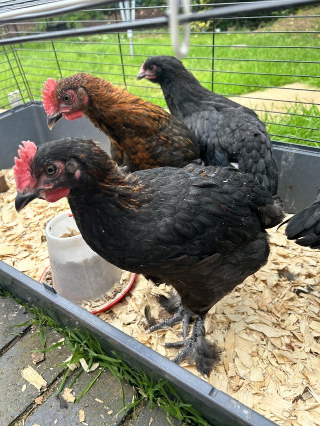 Preview of the first image of Black copper maran cockerel.