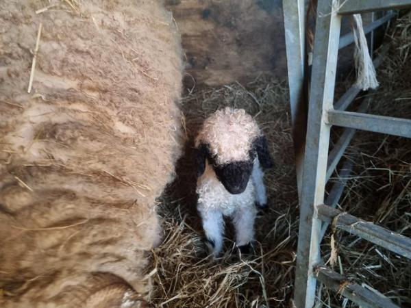 Image 3 of Valais blacknose sheep for sale