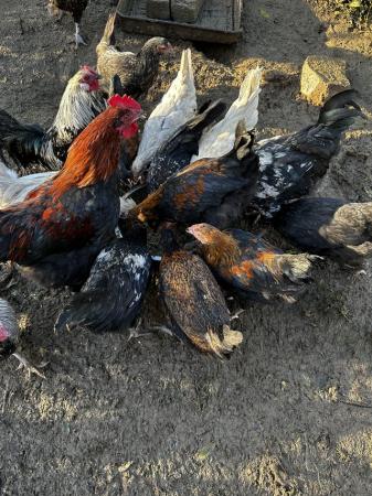 Image 1 of POL Copper Marran cross farm yard hens