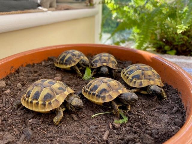 Preview of the first image of Hermans Tortoise Hatchlings - Baby - Testudo Hermanni.