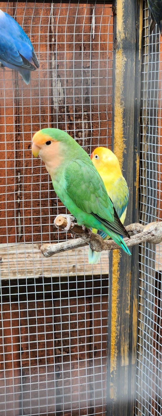 Preview of the first image of Beautiful Quality LoveBirds of different colours.