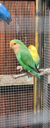 Image 1 of Beautiful Quality LoveBirds of different colours