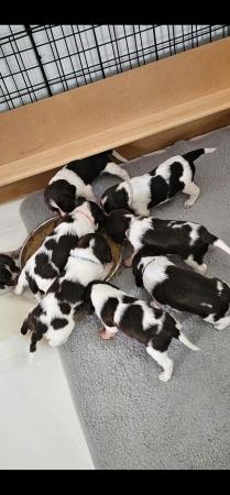 Image 15 of Sprocker puppies for sale 1 boys 3 girls left
