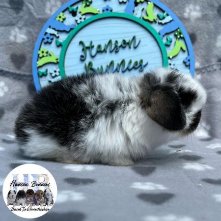 Image 4 of Beautiful Mini Lop Litter For Sale