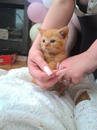 Image 1 of One kitten ready now playful good with dogs and child