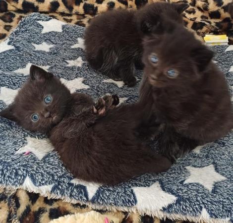 Image 8 of Beautiful and playful male kittens x3 Black fluffy boys.