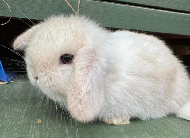 Image 3 of MINI LOP BUNNIES - 5 STAR HOMES ONLY