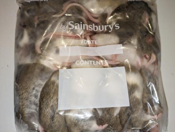 Image 1 of Frozen African soft furred rats (ASF)