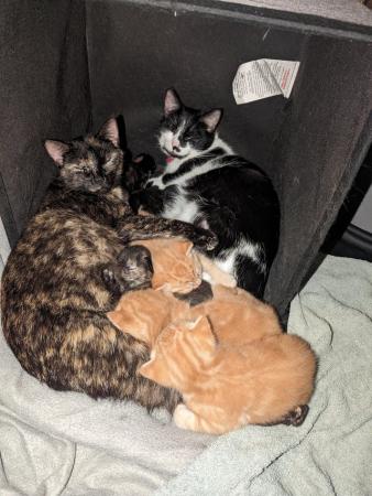 Image 3 of 5 kittens for sale 2 gingers and 3 bark speckled,