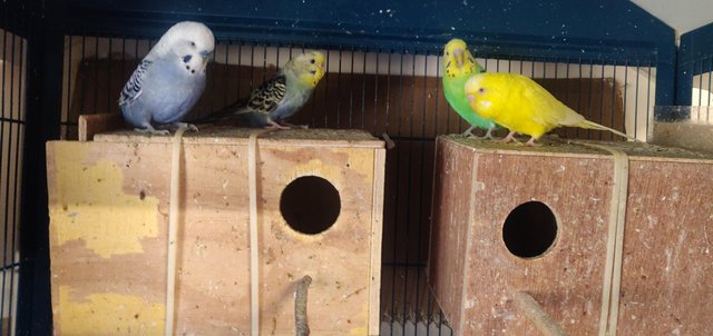 Image 3 of Selling budgies, ages between 2 years and 4 years.
