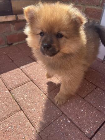 Image 17 of Pomeranian puppies extra fluffy 1 girl and 1 boy available