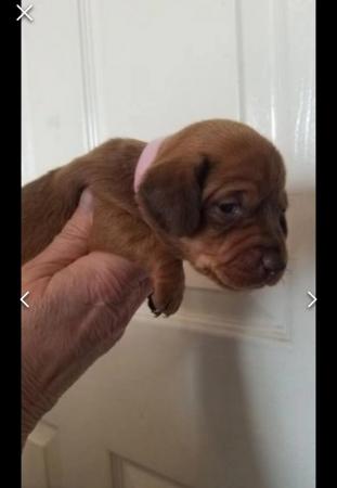 Image 19 of Smooth dachshund puppies