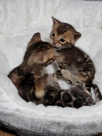 Image 2 of Beautiful Bengal kittens ready to go