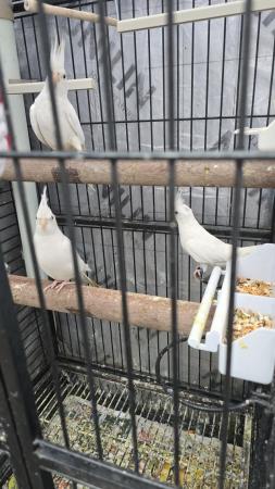 Image 3 of Cockatiel birds for sale