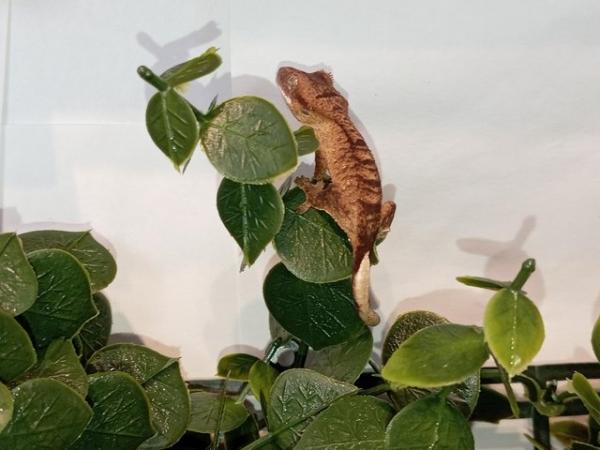 Image 9 of crested geckos. Stunners. Extreme Harley's, super dal etc