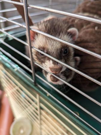 Image 5 of X2 bothers ferrets 1 year & a half, ready now