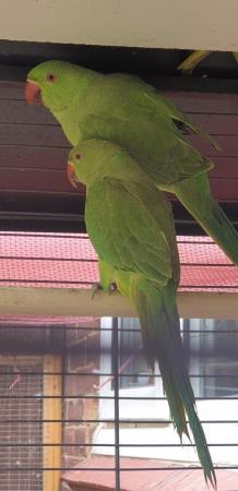 Image 4 of Ringneck indian parrots 5 to 6 months old Ring neck babies -