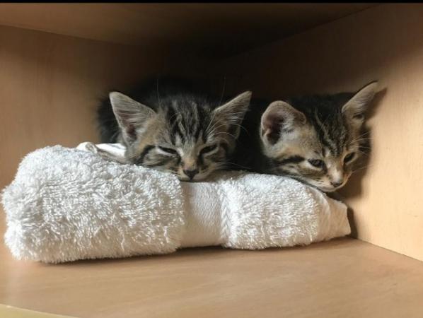 Image 5 of Polydactyl Tabby and Tabby and white Kittens