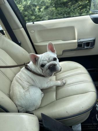 Image 1 of French bull dog looking for forever home