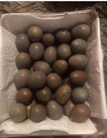 Image 17 of QUAIL HATCHING EGGS/4 BREEDS !