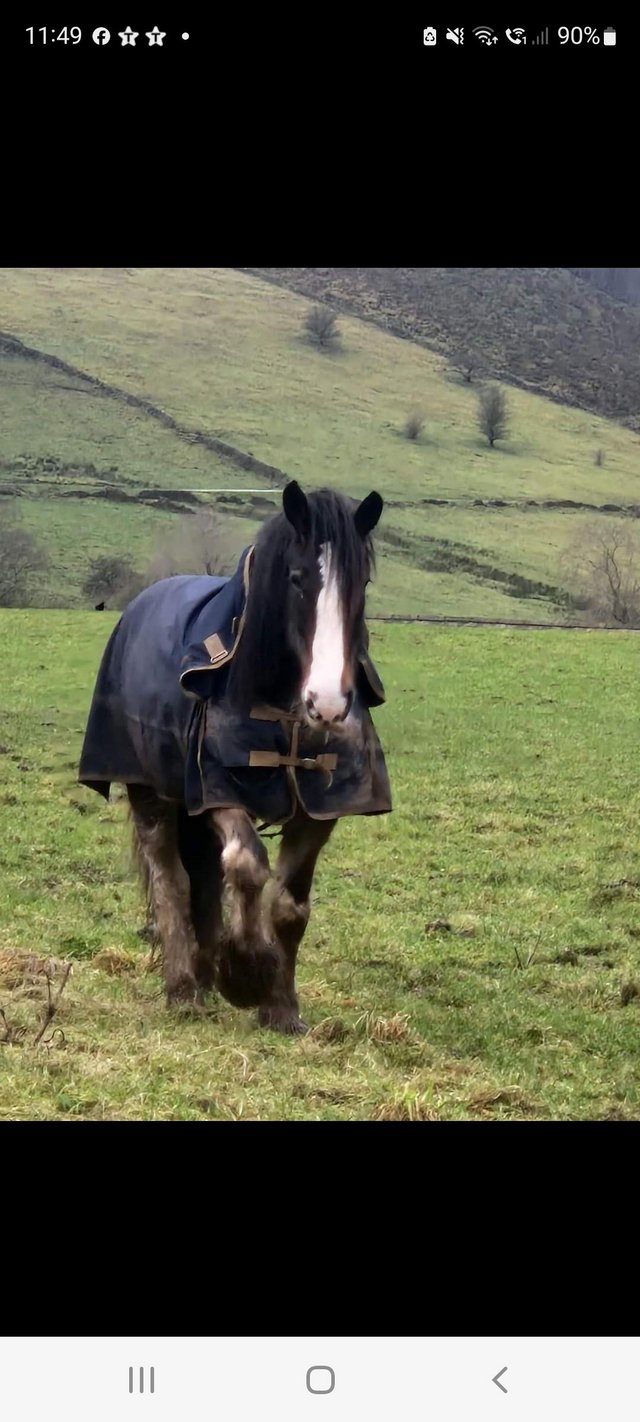 Preview of the first image of Part Loan wanted for Young Shire Mare.