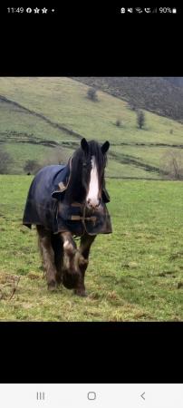 Image 1 of Part Loan wanted for Young Shire Mare