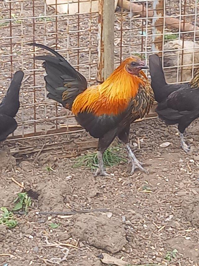 Preview of the first image of Oxford Game bird trio chickens.