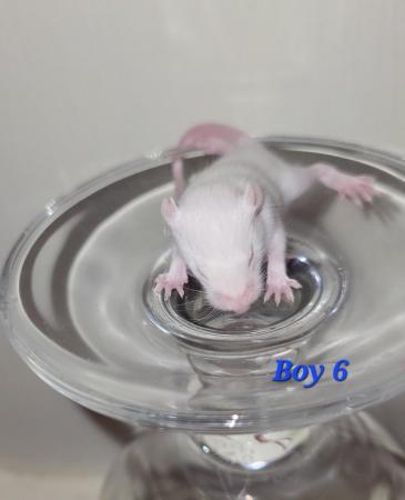 Image 6 of Baby mice - boys £2 great pets. 2 left