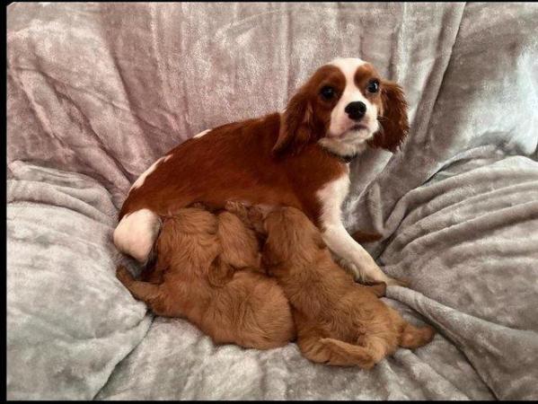 Image 1 of Home Bred Beautiful Cavapoo’s F1