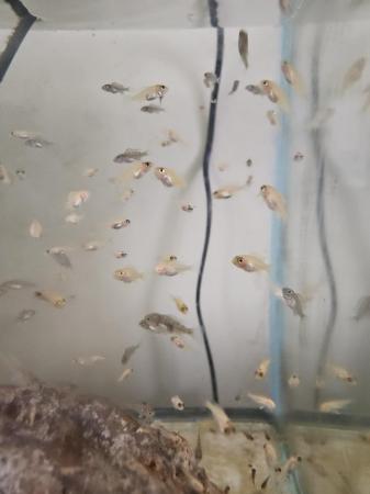 Image 6 of 3-6 month old african cichlid for sale
