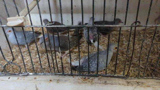 Image 3 of Diamond doves available for sale all this year birds