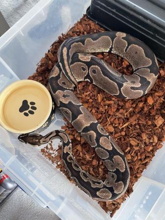 Image 3 of Royal Pythons For Sale Various Morphs