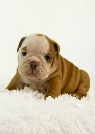 Image 3 of 7 week old English bulldog puppies