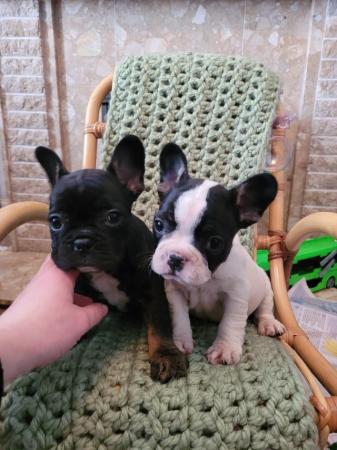 Image 5 of Ready to leave Lovely chunky french bull dogs puppies