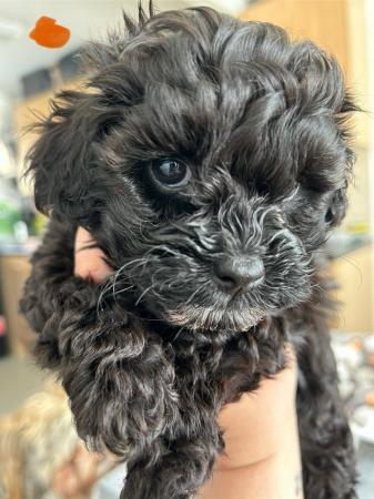 Image 3 of Toy Shih-poo’s puppies (Imperial )