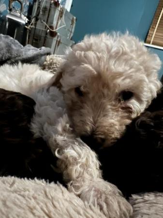Image 5 of Toy poodle puppies ready for forever homes