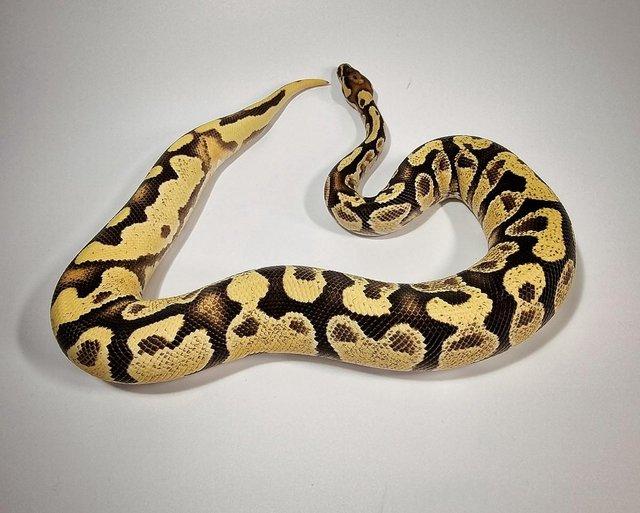 Preview of the first image of CB22 Royal Python - Gravel Orange Dream Fire - Male.