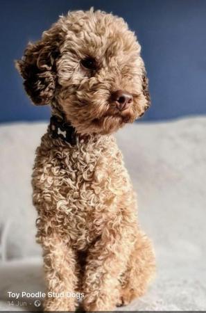Poodle puppies for sale in Leeds, West Yorkshire – 1 year old - Image 8 of 8