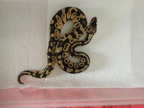 Image 2 of Pastel Mojave het ghost baby ball python
