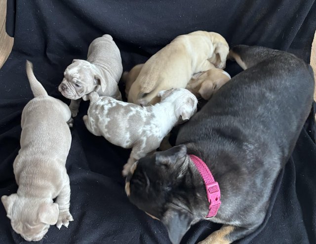 Preview of the first image of Olde Tyme English Bulldog pups READY SOON??.