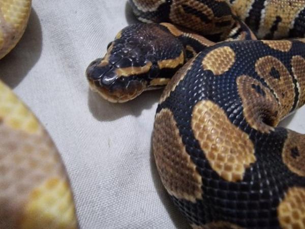 Image 4 of Normal Ball Python Female