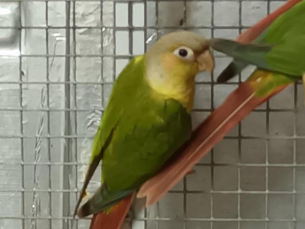 Image 6 of Beautiful healthy conures with dna